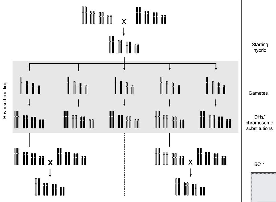 3 Inżynieria chromosomowa Mieszaniec wyjściowy Gamety