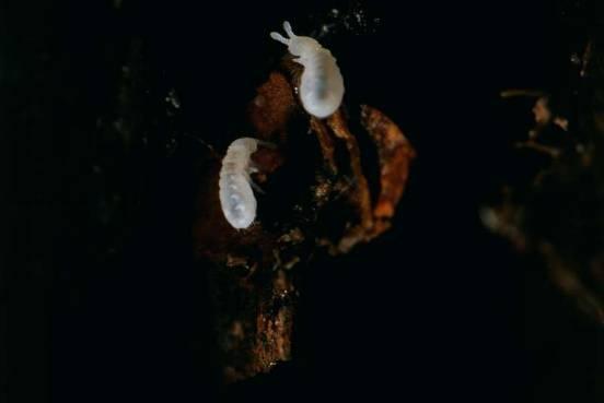 (Diplura) P o