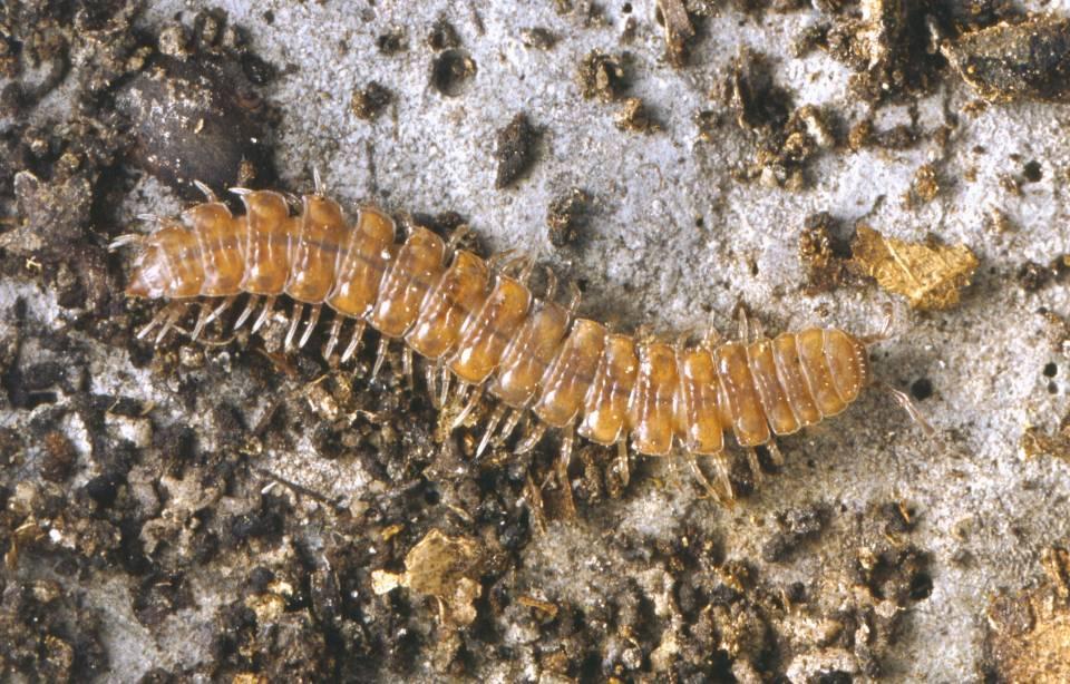 Diplopoda