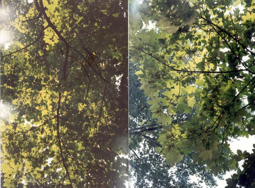 Leaf Area