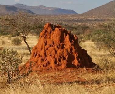 TERMITES