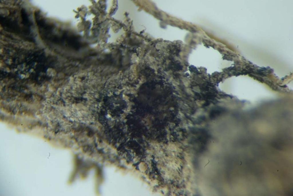 Fragment