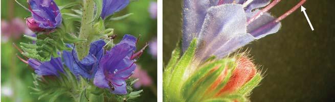 From the outside, it is surrounded by the corolla tube in which nectar accumulates.