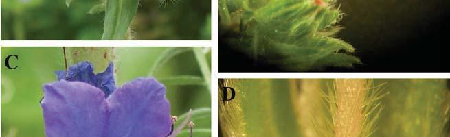 The nectary is characterized by a lighter colour (yellow-green) than the ovary (green).