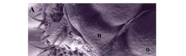 Nectar production and pollen yield of Echium vulgare L. in the climatic conditions... 191 Fig. 2.