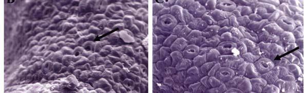 The lateral part of the nectary with numerous stomata at the apex (arrows) Ryc. 2.
