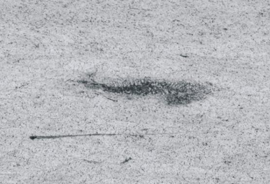 magnification: 50x, 200x, 500x) Rozprzestrzenianie pęknięcia ma charakter losowy w odniesieniu do