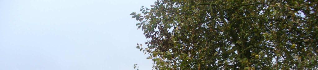 romocja