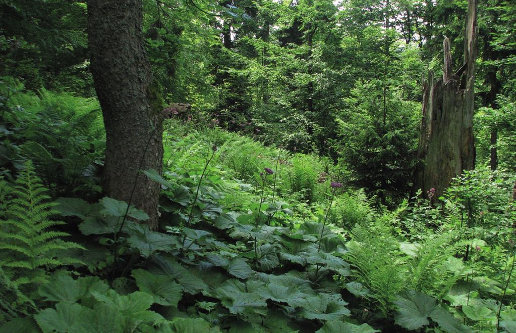 Z. Wilczek i in. Rezerwat przyrody Oszast jako ostoja lasów jaworowych w polskich Karpatach ściwej Rubetum idaei, który porasta dawne pastwisko.