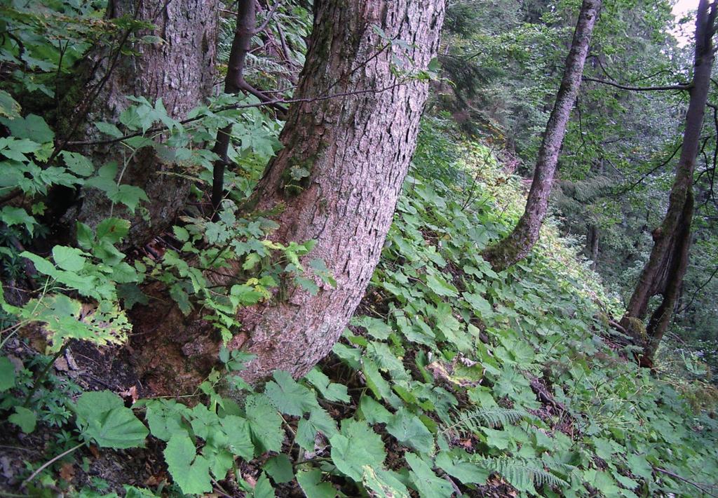 Z. Wilczek i in. Rezerwat przyrody Oszast jako ostoja lasów jaworowych w polskich Karpatach wyniosła Primula elatior oraz lokalnie borówka czernica Vaccinium myrtillus.