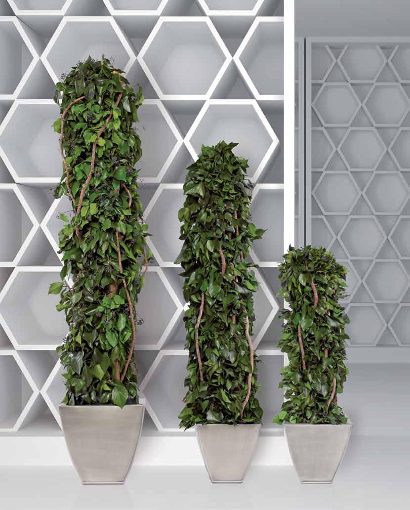 HEDERA 16 17