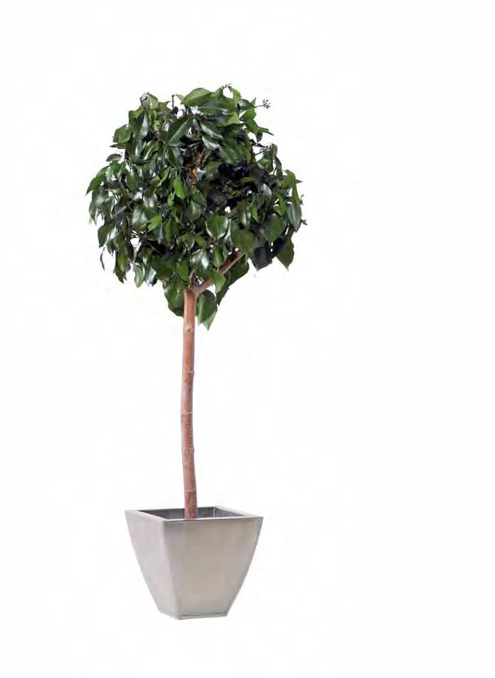 T-HED1o Hedera
