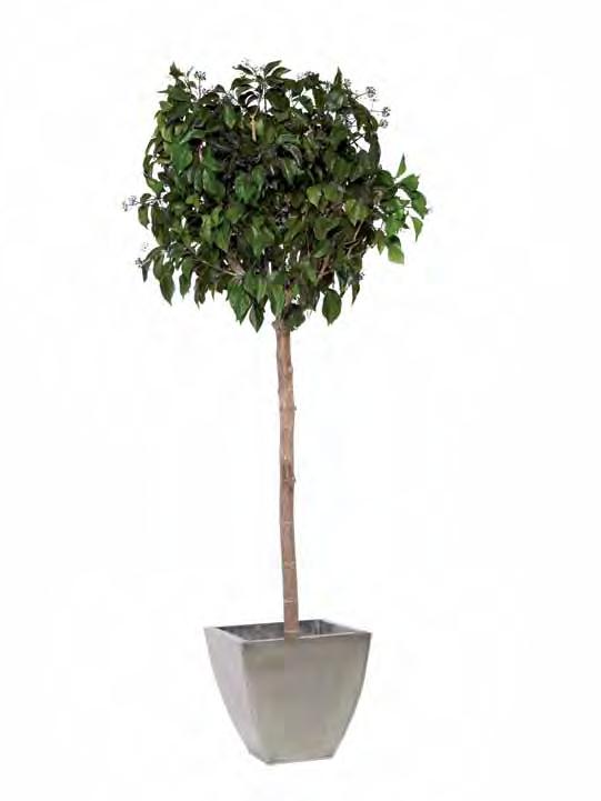 Hedera crown