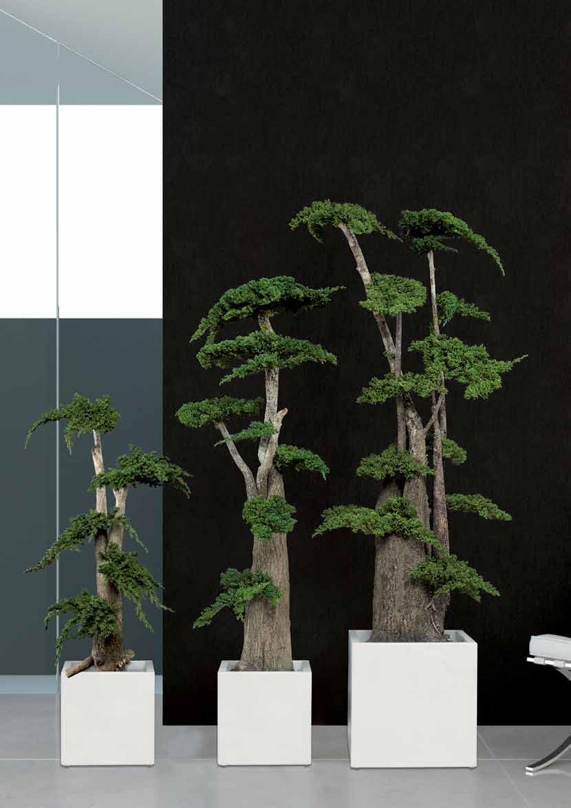 Verdíssimo Juniperus 20