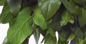 Salal jumbo 1,90