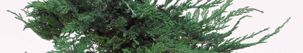 of Wales tree
