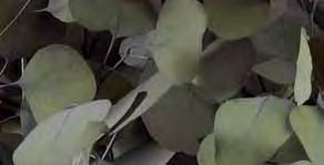 ATO/0115 Cinerea 7