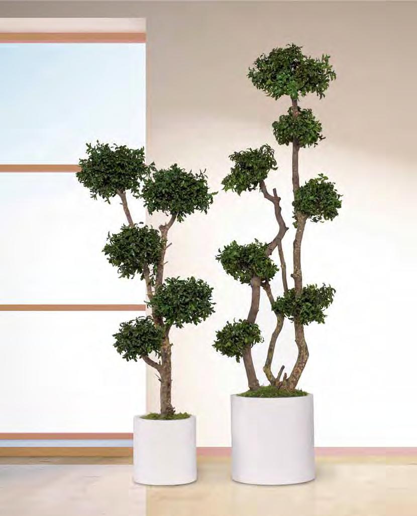 Verdíssimo Pittosporum