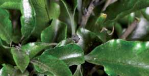 TENUIFOLIUM PARVIFOLIA
