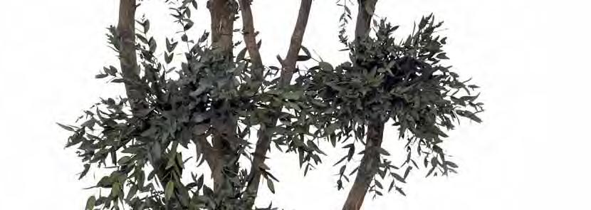 Tenuifolium 7 balls