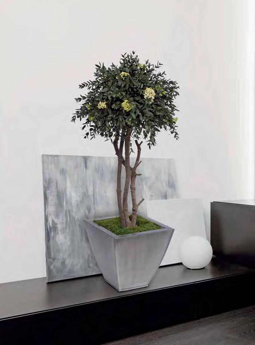 Verdíssimo Eucalyptus