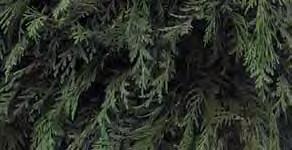 THUJA 32
