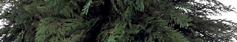 Thuja crown
