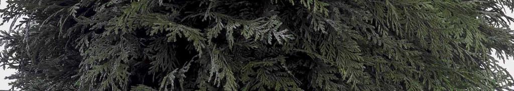 Cupressus THUJA 34 35 Thuja 3 balls topiary 1,70 mt. BTT/0117 ø 0,20/0,30/0,45 mt.