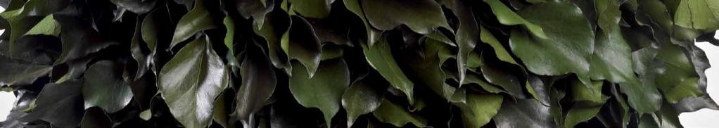 HEDERA 36 37 HEDERA Hedera ball Topiary 0,50/0,65 mt.