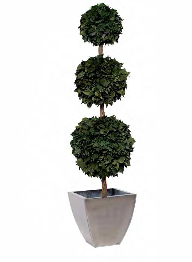 1189,- zł Hedera 3 ball Topiary 1,70 mt.