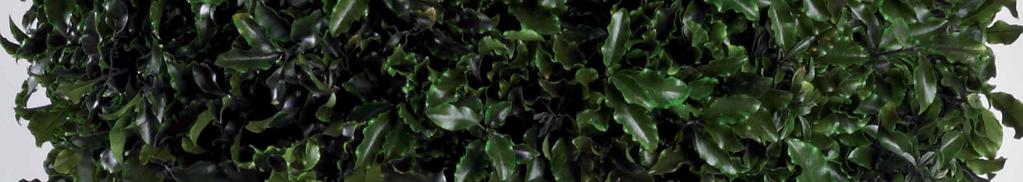 Pittosporum Pittosporum TENUIFOLIUM 38 TENUIFOLIUM 39 Tenuifolium ball