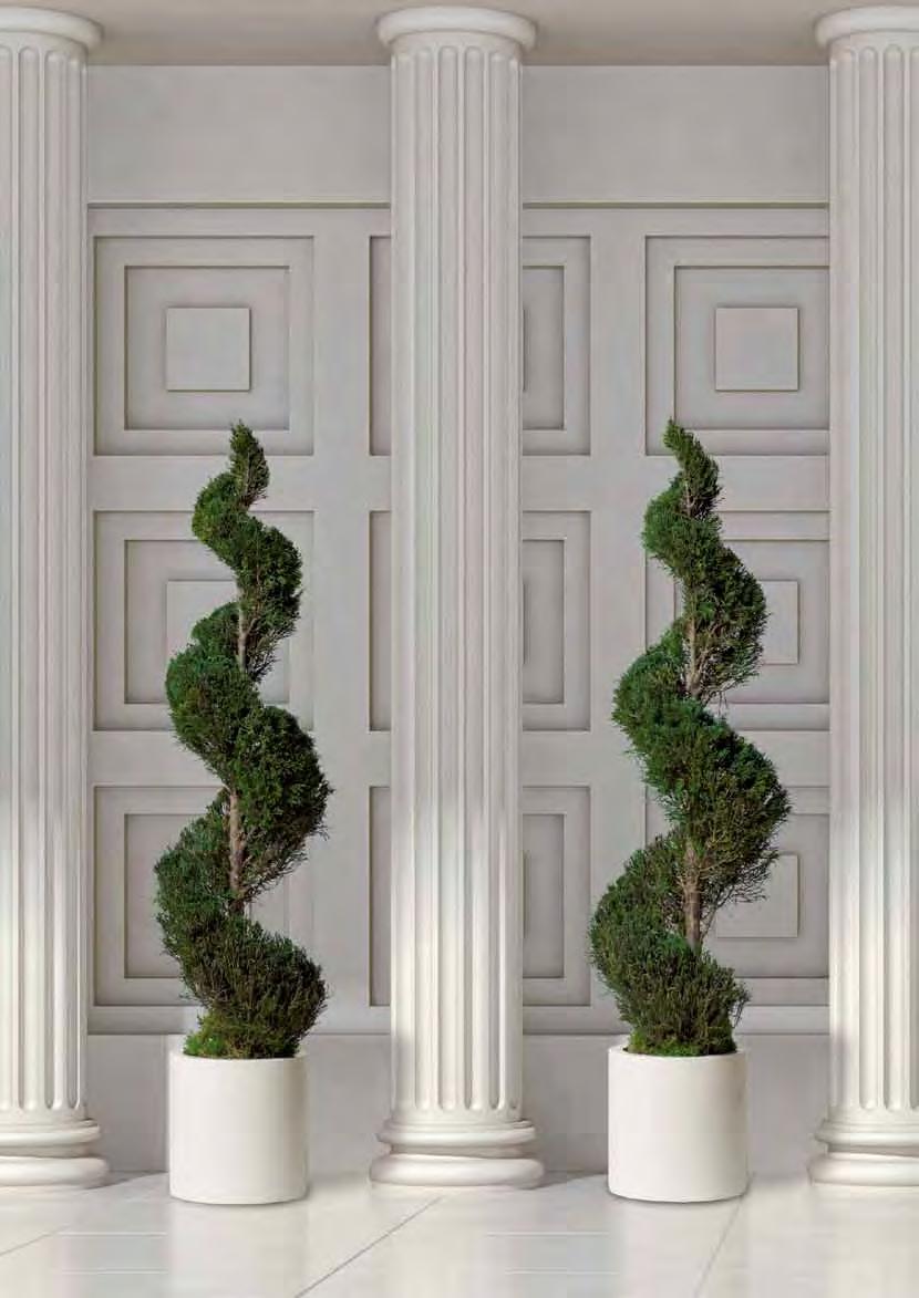 CONIFERS CONIFERS 42 43 Verdíssimo