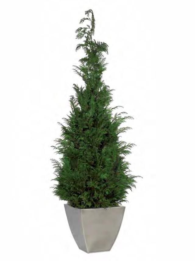 STA/0118 Green 1,80/2,00 mt.