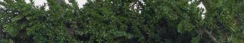 Green 0,15