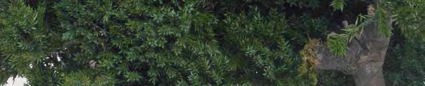 Green 0,25