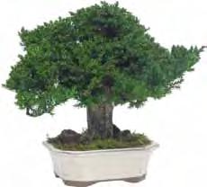 Green 0,70