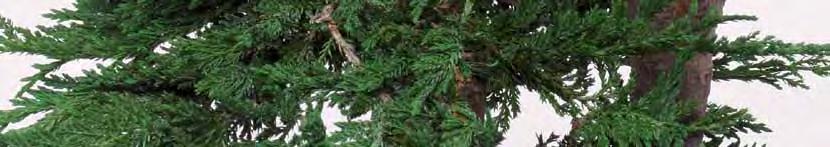 BTO50 Green