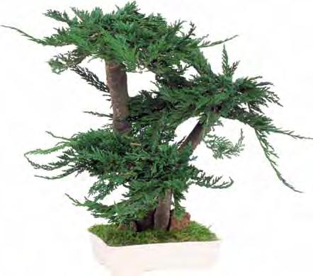 BPG25 Green