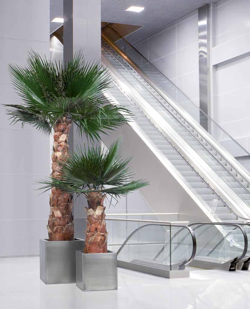 WASHINGTONIA 50 51