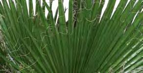 WASHINGTONIA