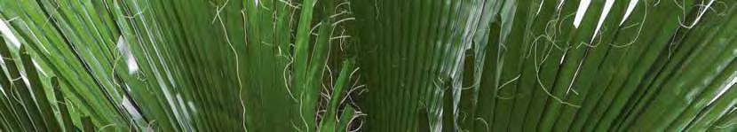 CUT WASHINGTONIA 52 53