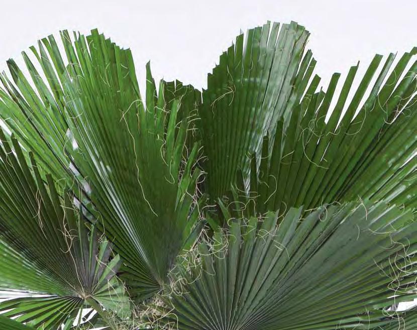 tree Contact us for