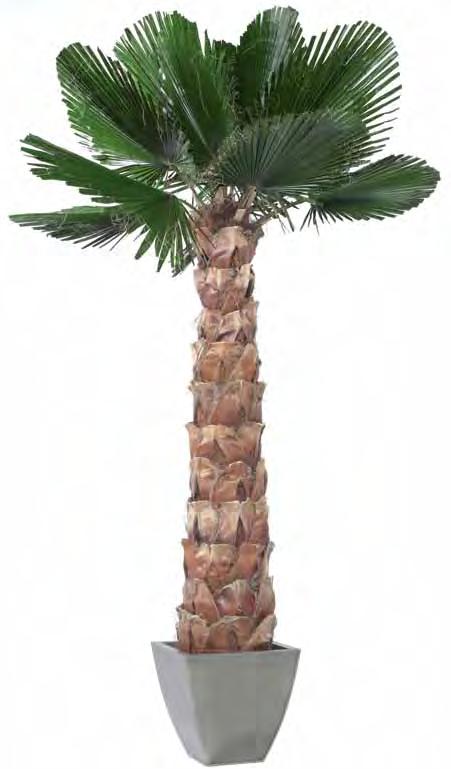 Cut Washingtonia palm