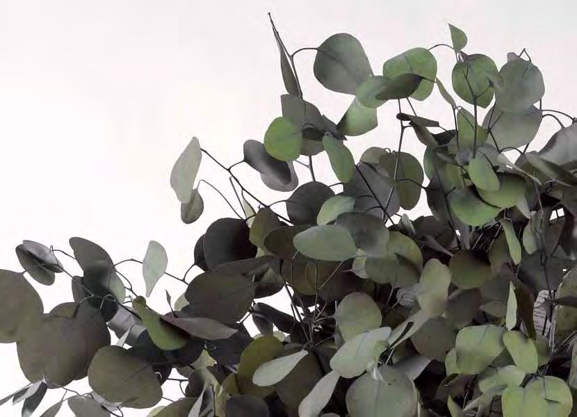 Verdíssimo Eucalyptus Eucalyptus