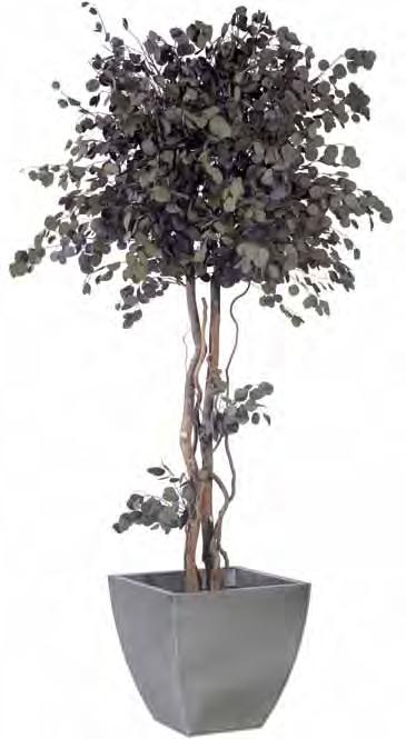 Burgundy 739,- Populus tree 2,40 mt.