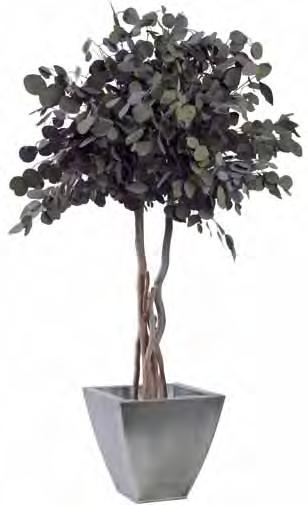 Burgundy 1845,- zł Populus tree