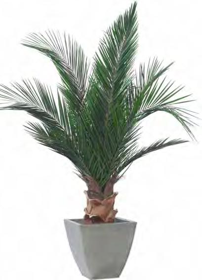 palm tree 2,00