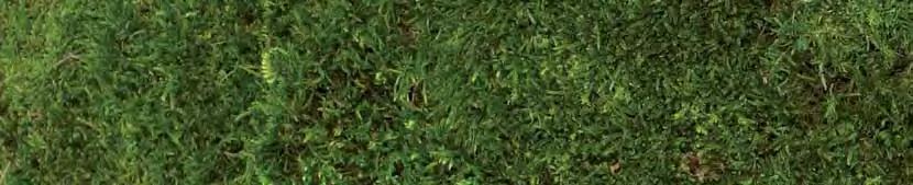 MOSS 64 65 MOSS Flat