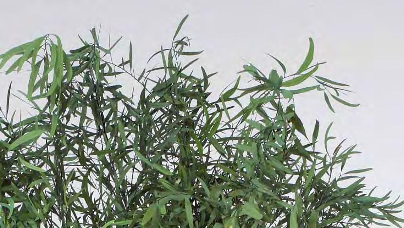 Verdíssimo Eucalyptus