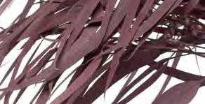 Eucalyptus NICOLY Eucalyptus 6